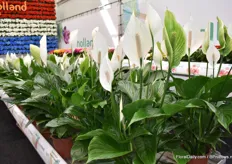 And another nice novalty is this Spathiphyllum, with a big flower. When the flower gets old it turns green so its keeps his ornamental value.